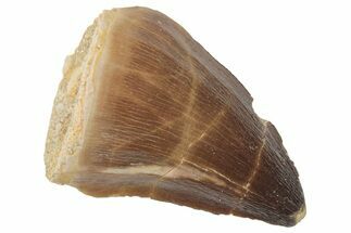 Fossil Mosasaur (Prognathodon) Tooth - Morocco #217017