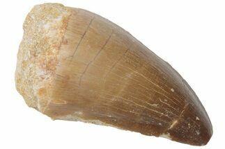 Fossil Mosasaur (Prognathodon) Tooth - Morocco #217020