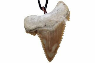 Serrated, Fossil Paleocarcharodon Shark Tooth Necklace #216878