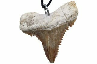 Serrated, Fossil Paleocarcharodon Shark Tooth Necklace #216889