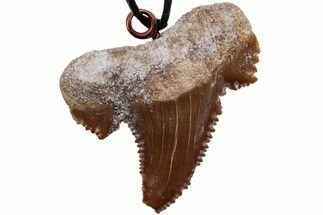 Serrated, Fossil Paleocarcharodon Shark Tooth Necklace #216902