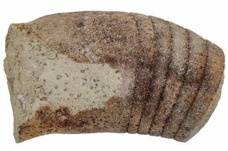 Ordovician Oncoceratid (Beloitoceras) Fossil - Wisconsin #216365