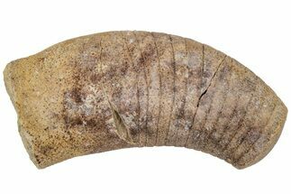 Ordovician Oncoceratid (Beloitoceras) Fossil - Wisconsin #216373