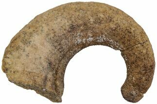 Ordovician Septate Gastropod (Ecculiomphalus) Fossil - Wisconsin #216405