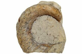 Ordovician Septate Gastropod (Ecculiomphalus) Fossil - Wisconsin #216409