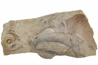 Ordovician Septate Gastropod (Ecculiomphalus) Fossil - Wisconsin #216423