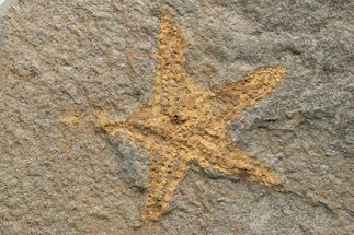 Ordovician Starfish (Petraster?) Fossil - Morocco #217074