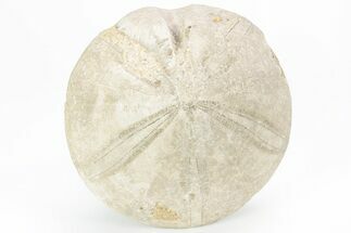 Jurassic Sea Urchin (Clypeus) Fossil - England #216915