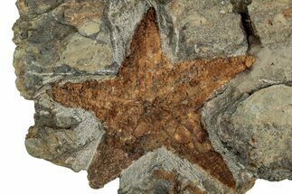 Ordovician Starfish (Petraster?) Fossil - Morocco #217077