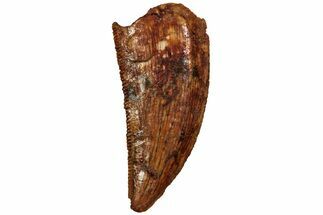 Serrated, Raptor Tooth - Real Dinosaur Tooth #216549
