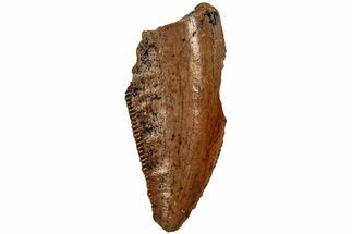 Serrated, Raptor Tooth - Real Dinosaur Tooth #216552