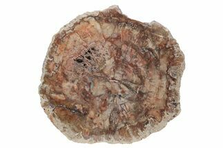 Triassic, Petrified Wood (Araucaria) Round - Madagascar #217091