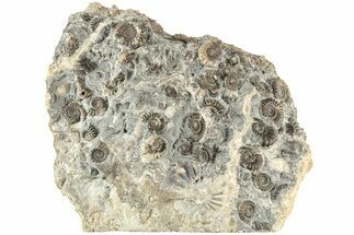 Ammonite (Promicroceras) Cluster - Marston Magna, England #216619