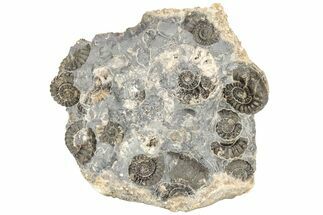 Ammonite (Promicroceras) Cluster - Marston Magna, England #216639