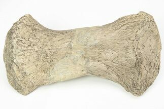 Fossil Mosasaur (Tylosaurus) Radius - Kansas #217302