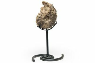 Cretaceous Ammonite (Mammites) Fossil with Metal Stand - Morocco #217414