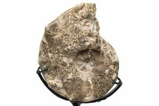 Cretaceous Ammonite (Mammites) Fossil with Metal Stand - Morocco #217427