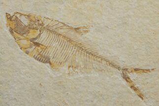 Fossil Fish (Diplomystus) - Green River Formation #217533