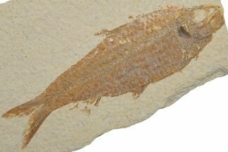 Bargain, Fossil Fish (Knightia) - Wyoming #217678