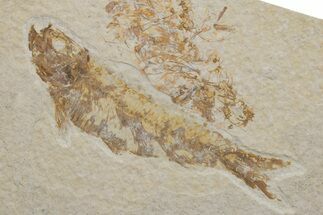 Fossil Fish (Knightia) - Green River Formation #217703