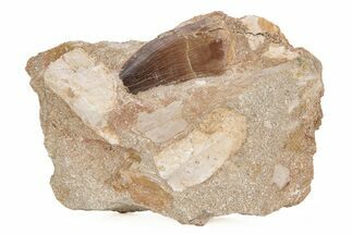 Mosasaur (Prognathodon) Tooth In Rock - Morocco #217465