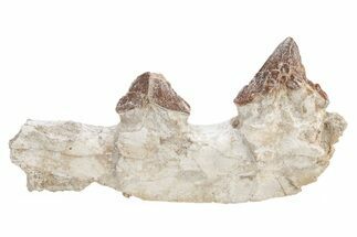 Fossil Primitive Whale (Pappocetus) Jaw Section - Morocco #217827
