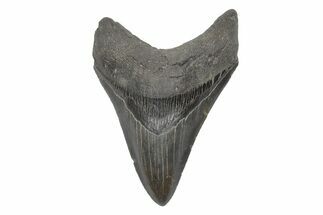Fossil Megalodon Tooth - South Carolina #208578