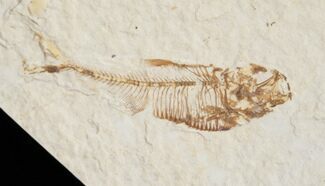 Baby Diplomystus Fossil Fish - Wyoming #13337