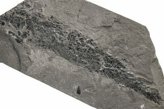 Devonian Lobe-Finned Fish (Osteolepis) Fossil - Scotland #217941