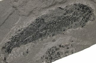 Devonian Lobe-Finned Fish (Osteolepis) Fossil - Scotland #217942