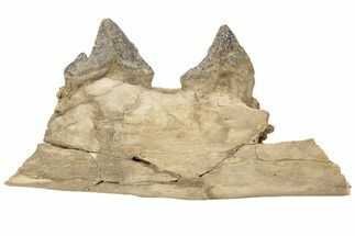 Fossil Primitive Whale (Pappocetus) Jaw Section - Morocco #217934