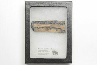 Mammoth Molar Slice with Case - South Carolina #217890