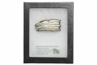 Mammoth Molar Slice with Case - South Carolina #217917