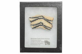 Mammoth Molar Slice with Case - South Carolina #217921