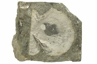 Cretaceous Pecten (Neithea) Fossil - Dorset, England #216615