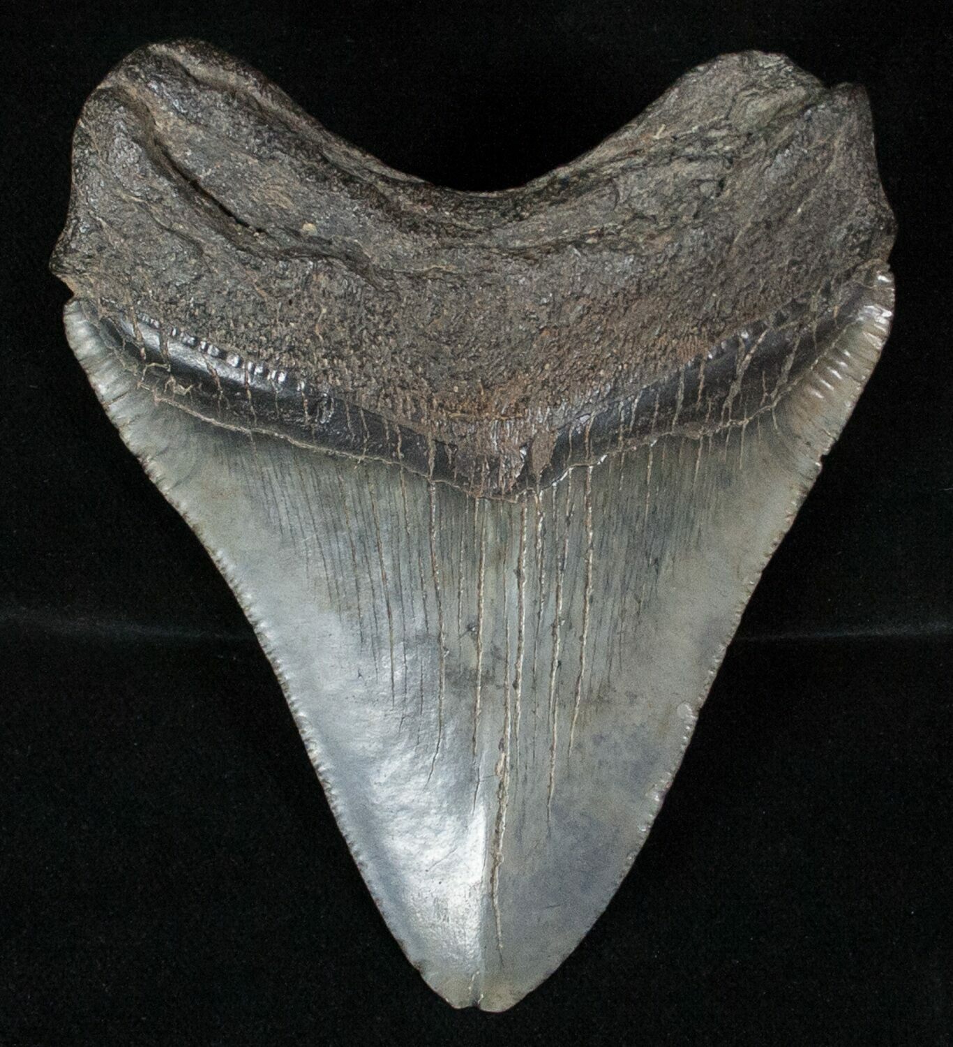 3.99" Fossil Megalodon Tooth For Sale (#13375) - FossilEra.com