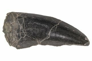 Rare, Megalosaurid (Marshosaurus) Tooth - Colorado #218316