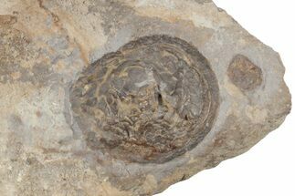 Two Edrioasteroid Fossils - Shell Rock Formation, Iowa #218177