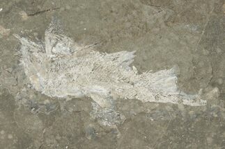 Permian Fossil Fish (Elonichthys) - Germany #218182