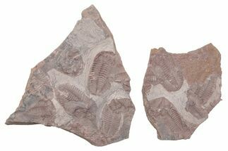 Ordovician Trilobite Mortality Plate (Pos/Neg) - Morocco #218671