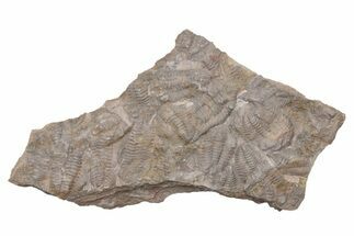 Ordovician Trilobite Mortality Plate (Pos/Neg) - Morocco #218697