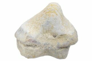 Fossil Crusher Shark (Ptychodus) Tooth - Kansas #218590