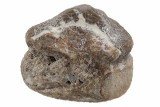 Fossil Crusher Shark (Ptychodus) Tooth - Kansas #218595