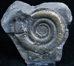 Inch Pyritized Ammonite - Amazing #2270