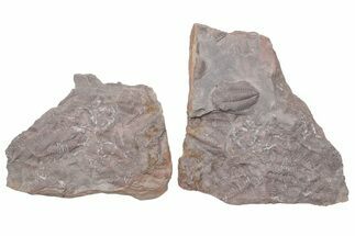 Ordovician Trilobite Mortality Plate (Pos/Neg) - Morocco #218663