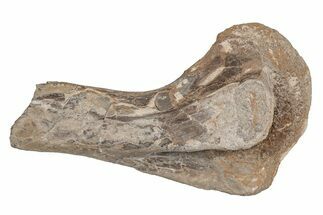 Cretaceous Fossil Turtle (Toxochelys) Leg Bone - Kansas #218741