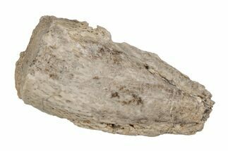 Cretaceous Fossil Turtle (Toxochelys) Flipper Bone - Kansas #218760