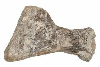 Cretaceous Fossil Turtle (Toxochelys) Hip Bone - Kansas #218761