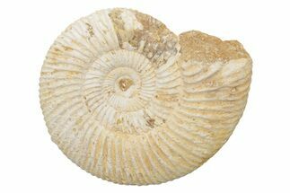 Jurassic Ammonite (Perisphinctes) Fossil - Madagascar #218863