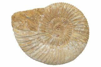 Jurassic Ammonite (Perisphinctes) Fossil - Madagascar #218872